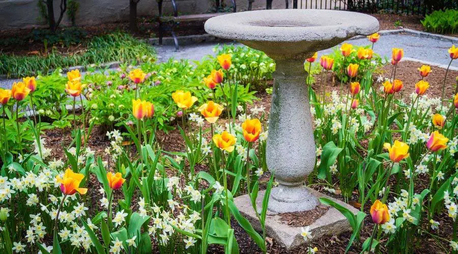 landscaping around bird baths